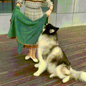 The Ultimate Cozy & Quick-Dry Doggy Bathrobe!